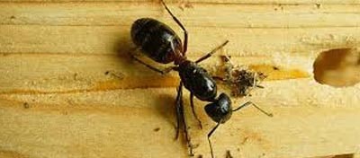 Ant infestation Eradication Seaford