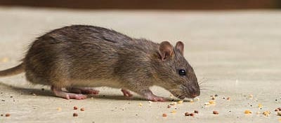 Rat & Mice Control Seaford