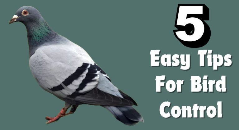 5 Easy Tips For Bird Control